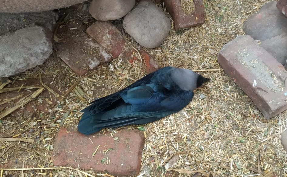 Stirred by 8 birds found dead in Jahanpur