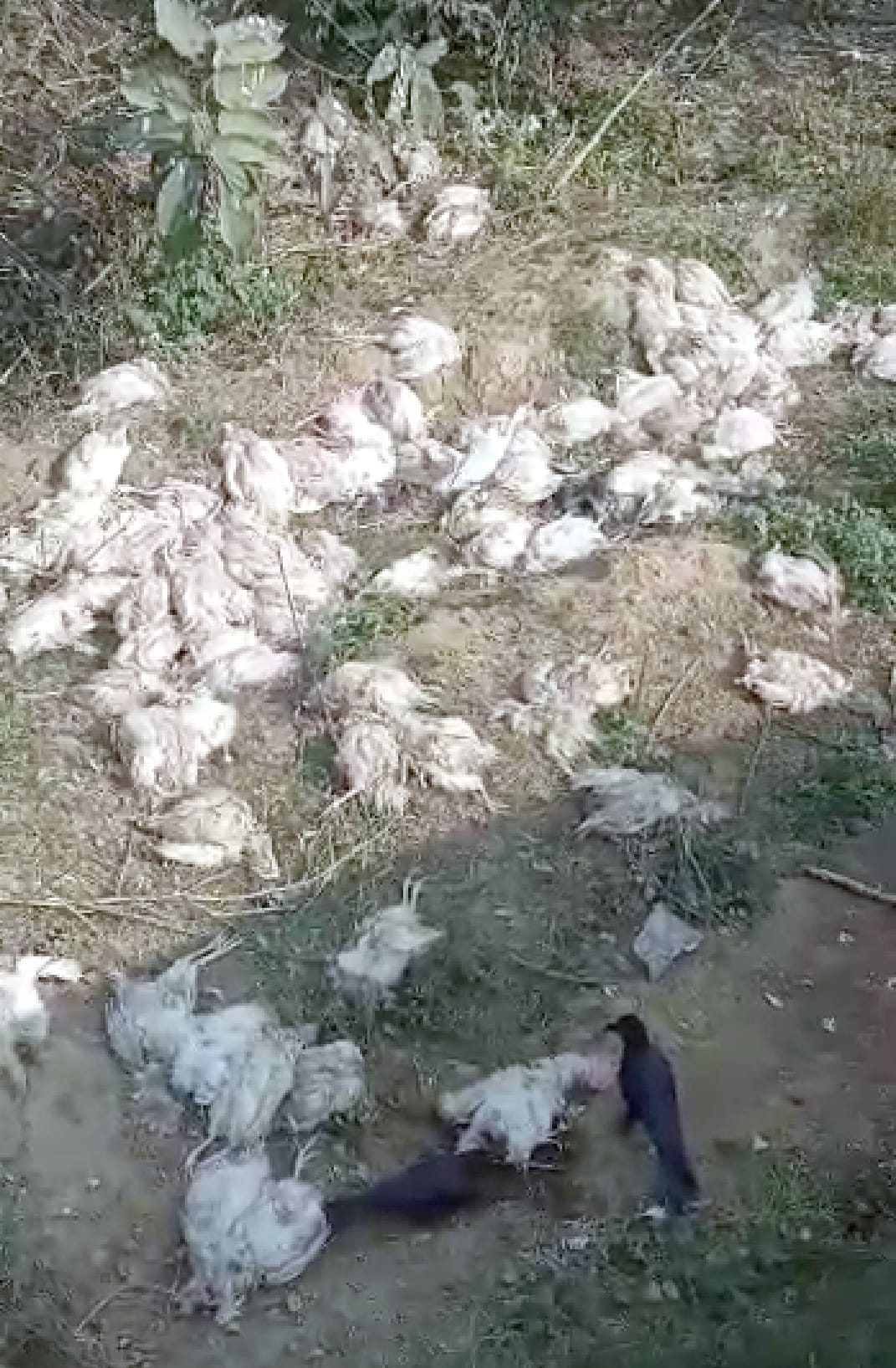 50 chickens found dead on the road