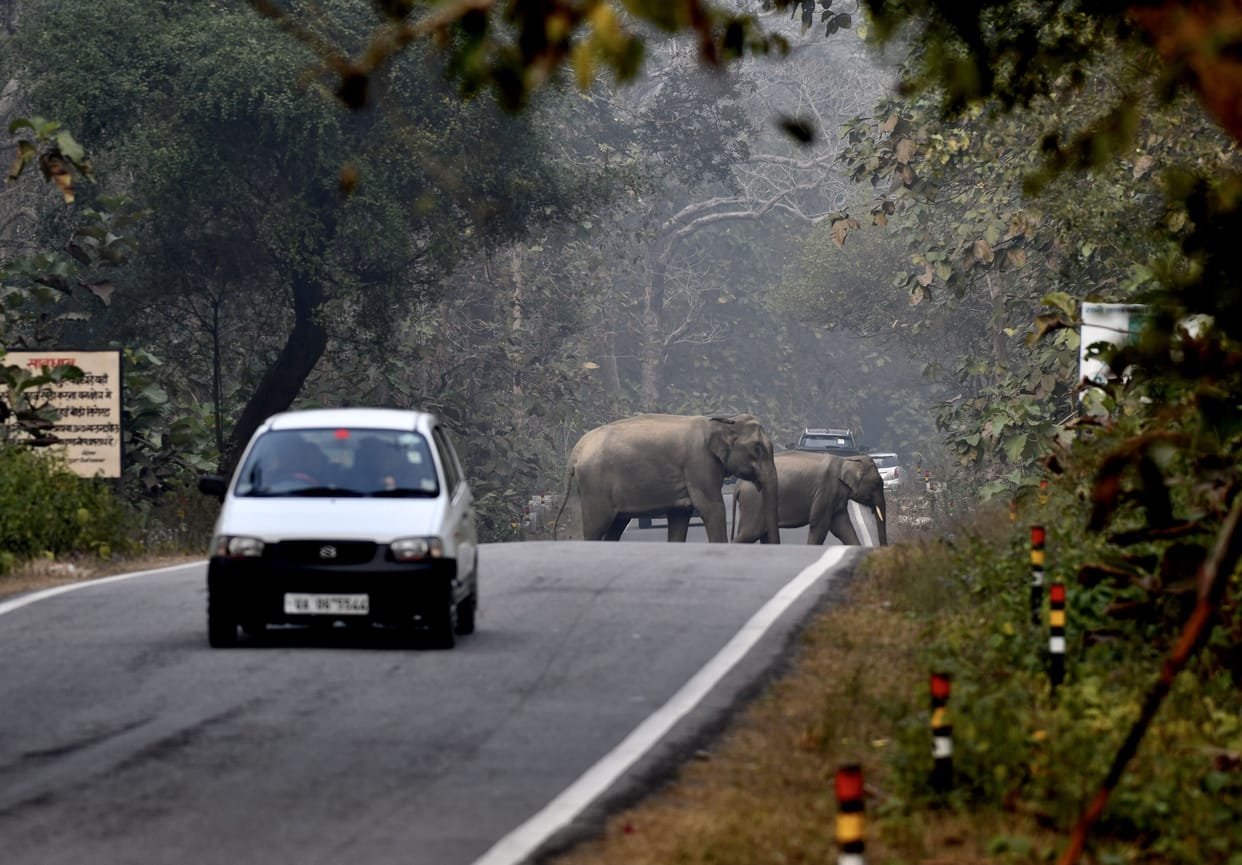 Elephant herd on highway