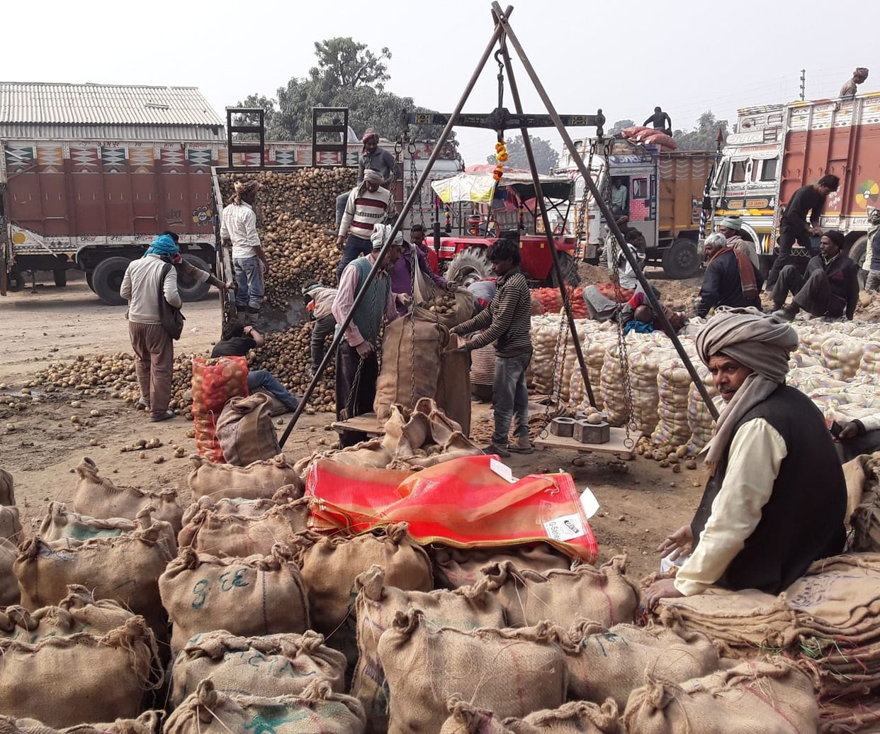Potato price dropped, farmers struggling to recover cost