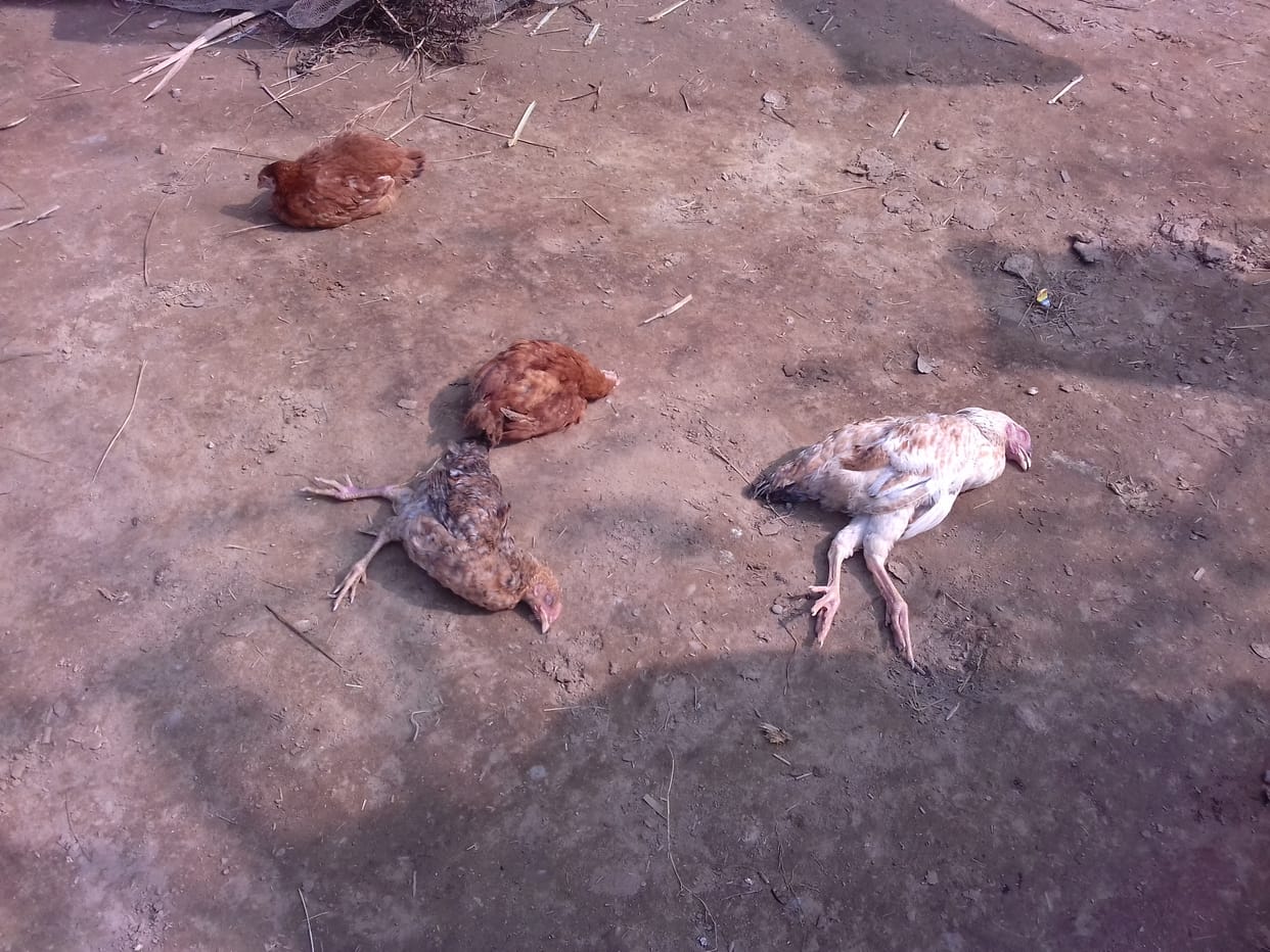 70 chickens died in Harevali, feared due to bird flu