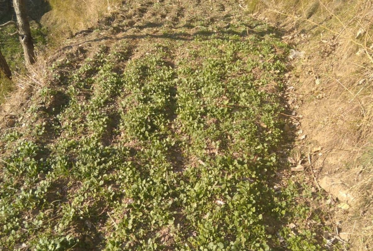 himachal News: mustard crop in Chamba