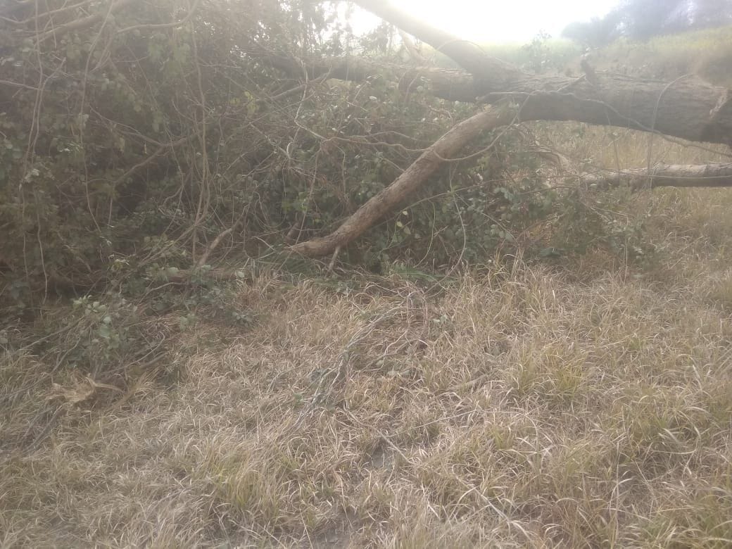 The bullies cut four rosewood and one neem tree