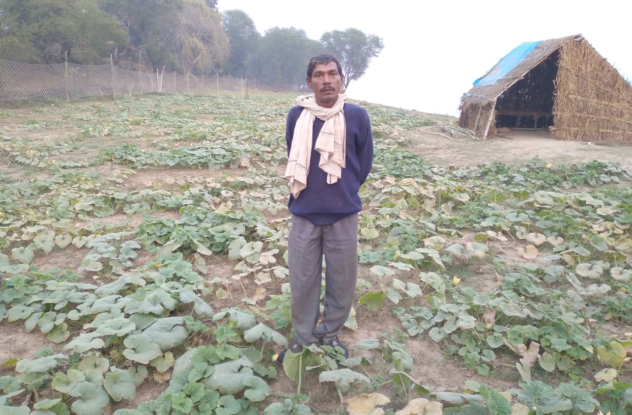 Vegetable crop wasted in Terai region due to weather