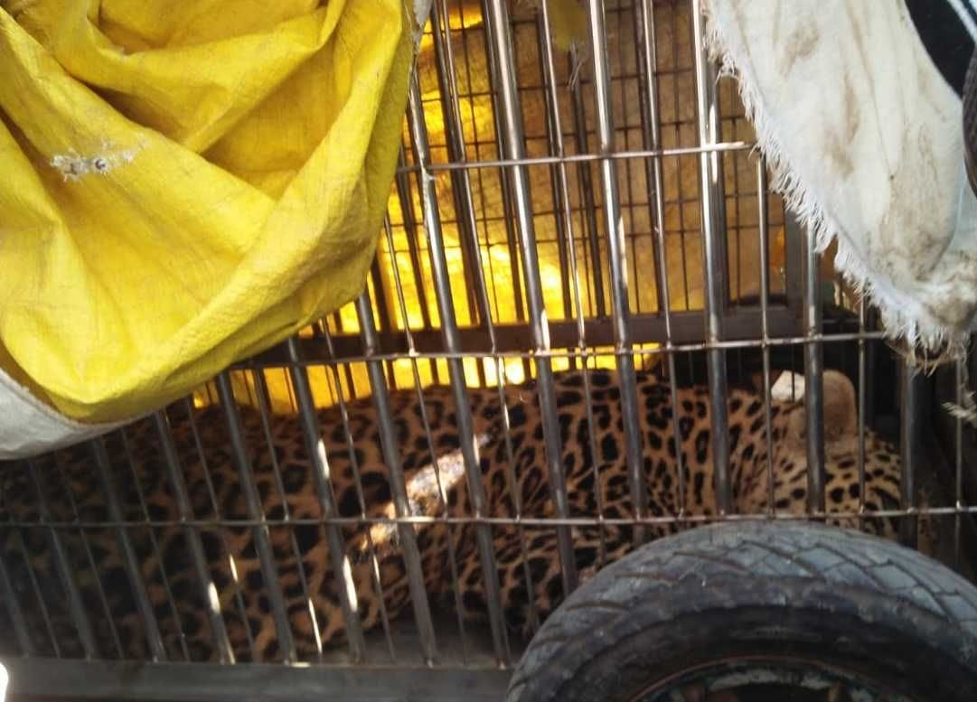 Female leopard entered the bathroom, people spent four hours in panic