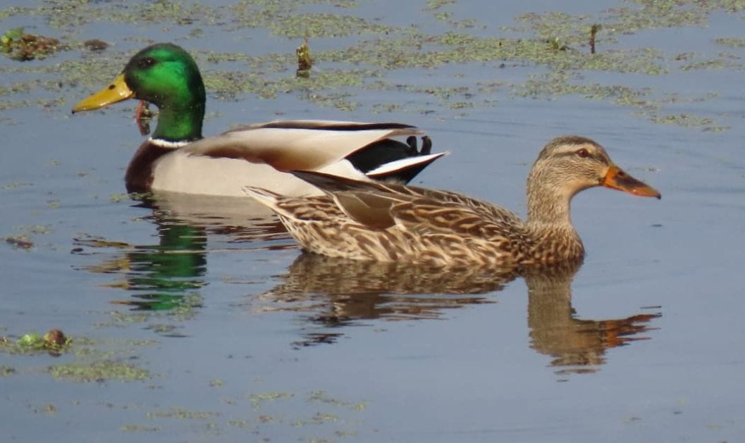 Mallard in Hyderpur Wetland