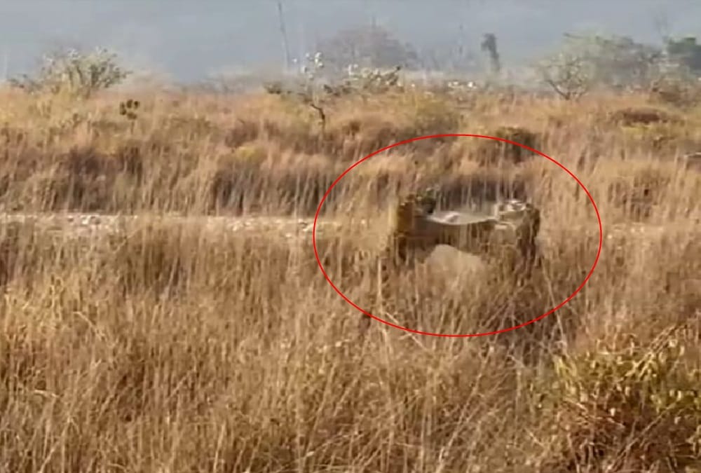 Two Tigers Fight in Corbett Tiger Reserve Dhikala Range video viral
