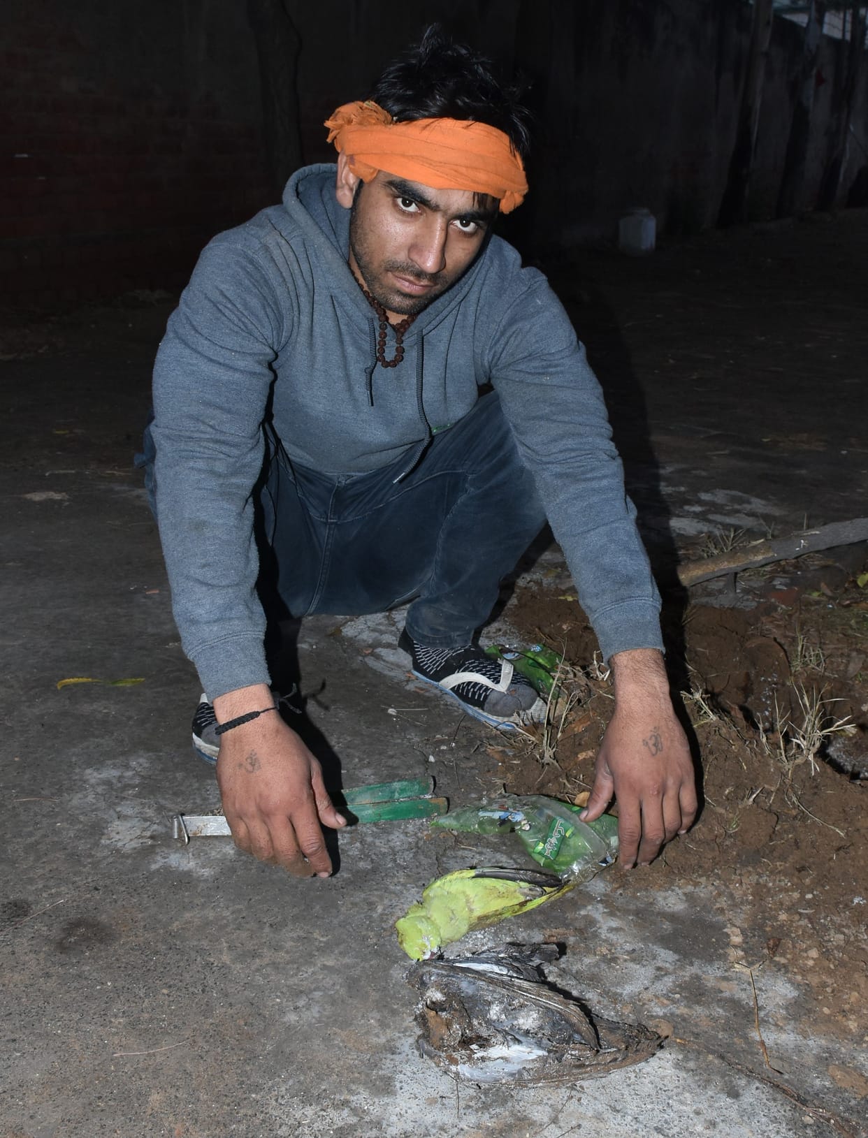 bird flu, parrot, pigeon dead, workers