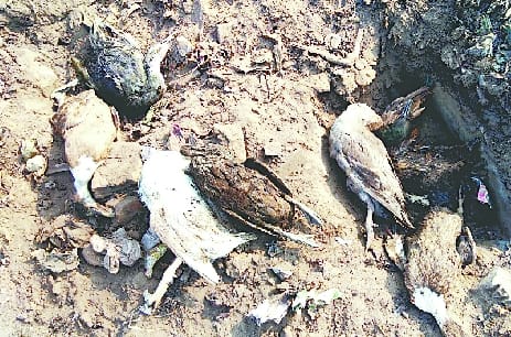 Eight ducks died in Hafizganj