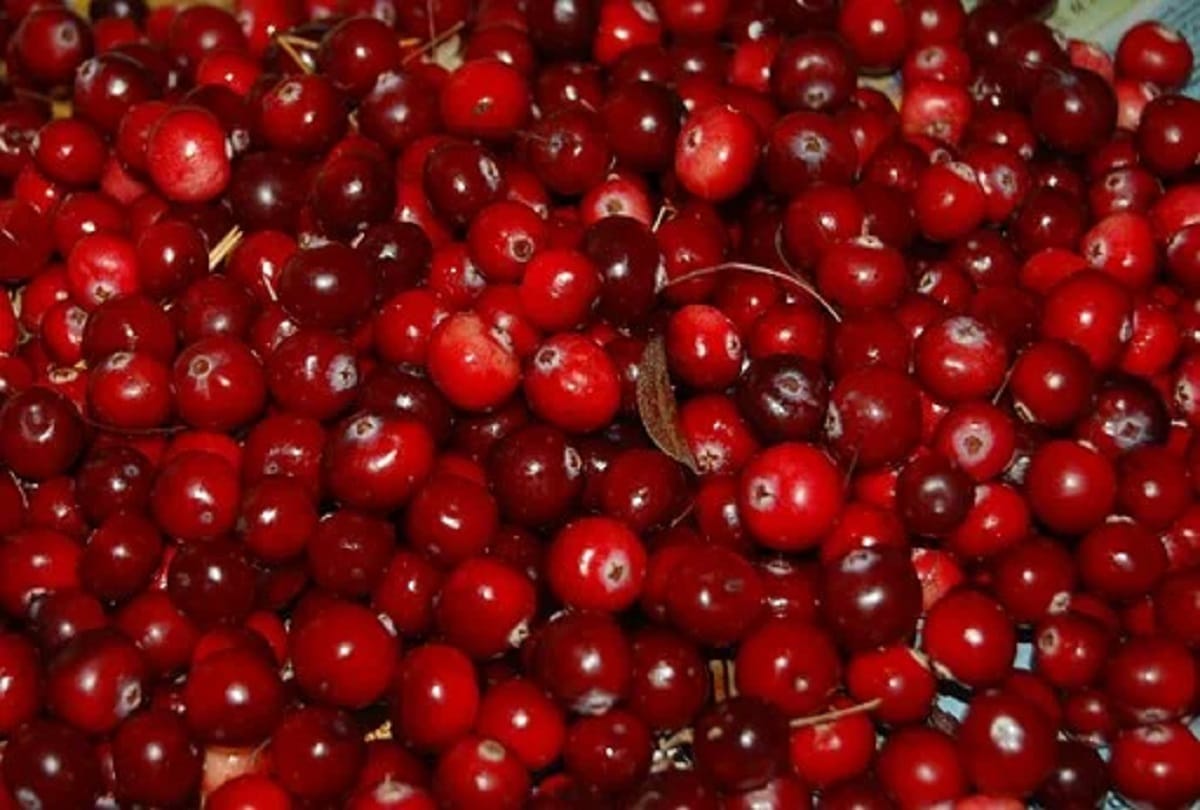 Health benefits of cranberry or Karonda in hindi