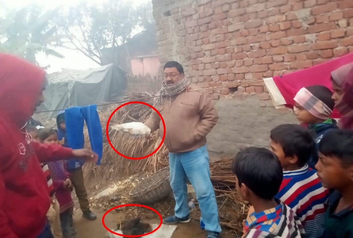 Five chickens found dead in Kushinagar