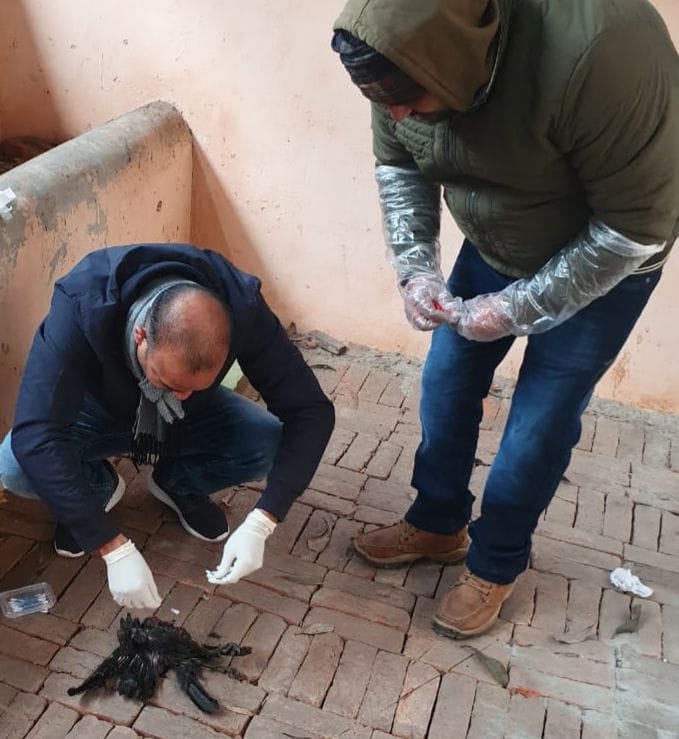 Three crows found dead in Purkaji