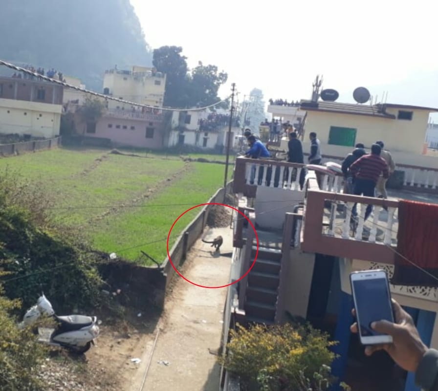 uttarakhand news :  leopard enter in house bathroom, watch in ground zero photos