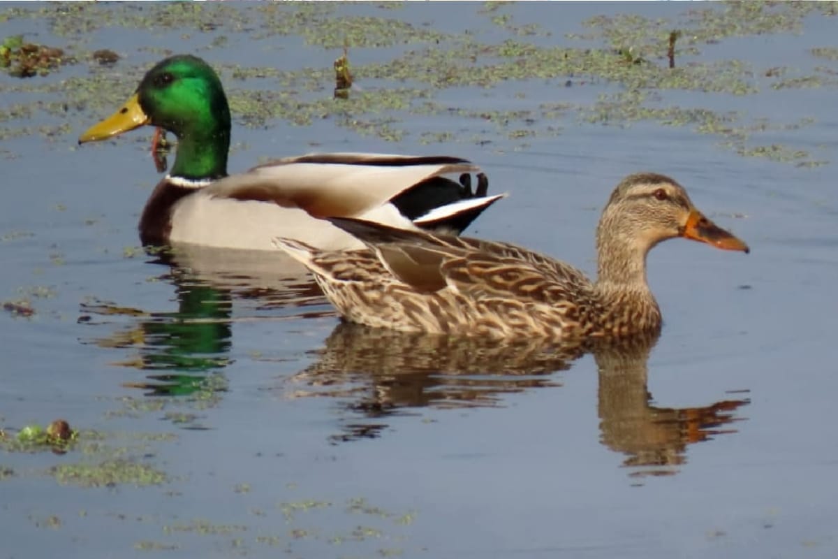 Siberian Mallard becomes the center of attraction in Hyderpur Wetland bijnor