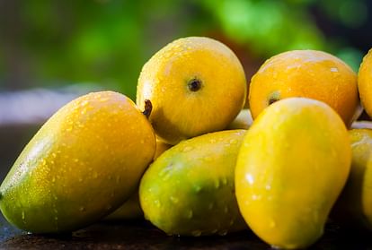 Know How To Identify Different Types Of Mango Varieties Chausa Langda  Dashahari - Amar Ujala Hindi News Live - ज्ञान की बात:आम की ये 5 प्रजातियां  देश-दुनिया में है मशहूर, कुछ इस