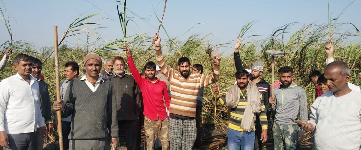 45 bigha sugarcane crop burnt