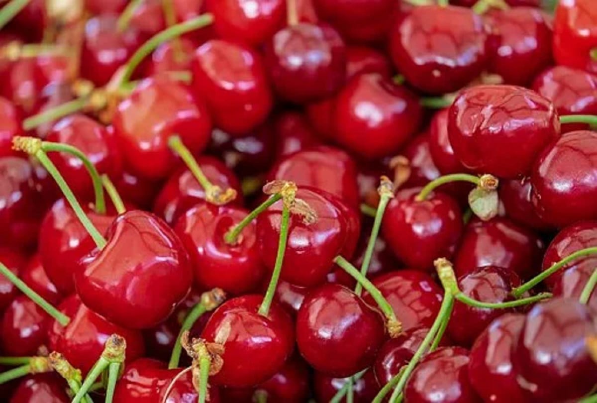 Shimla cherry supply in mumbai and bengaluru
