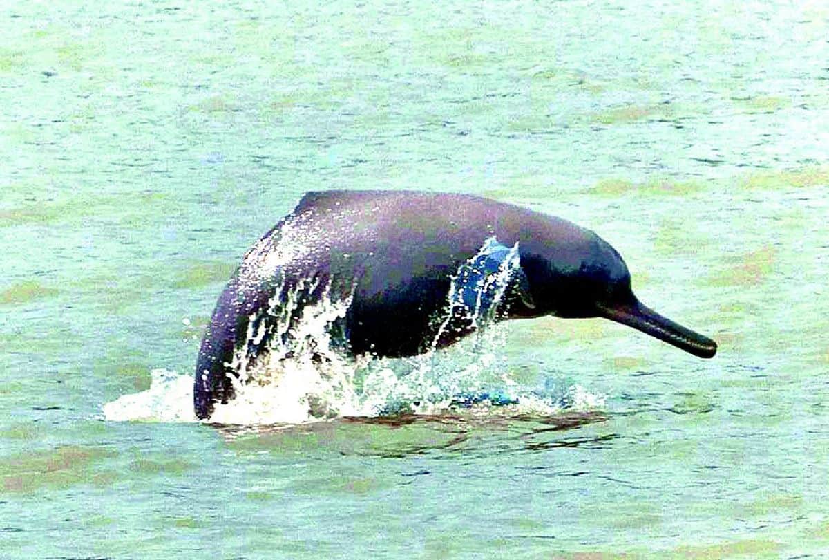 Rare aquatic creatures are being conserved in Chambal river