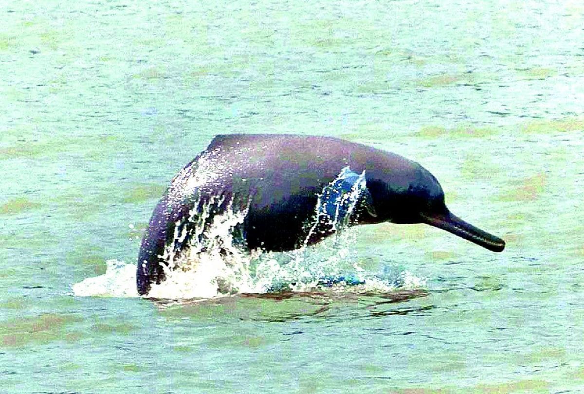 Rare aquatic creatures are being conserved in Chambal river