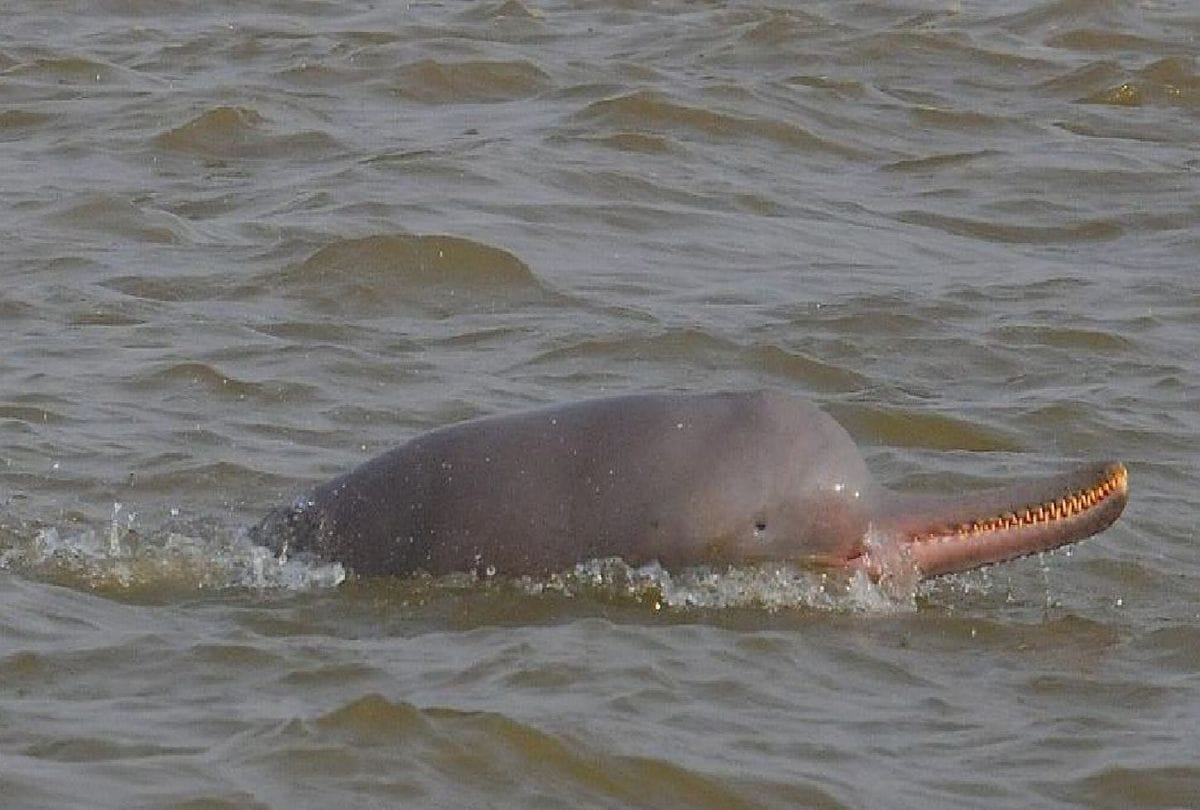 Crocodiles And Dolphins Increased In Chambal River