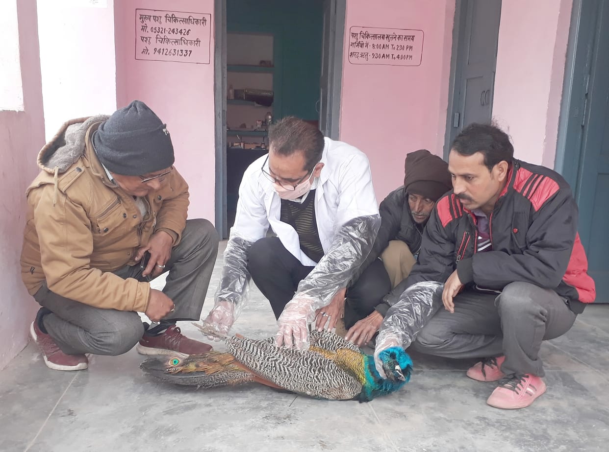 National bird peacock killed by HT line