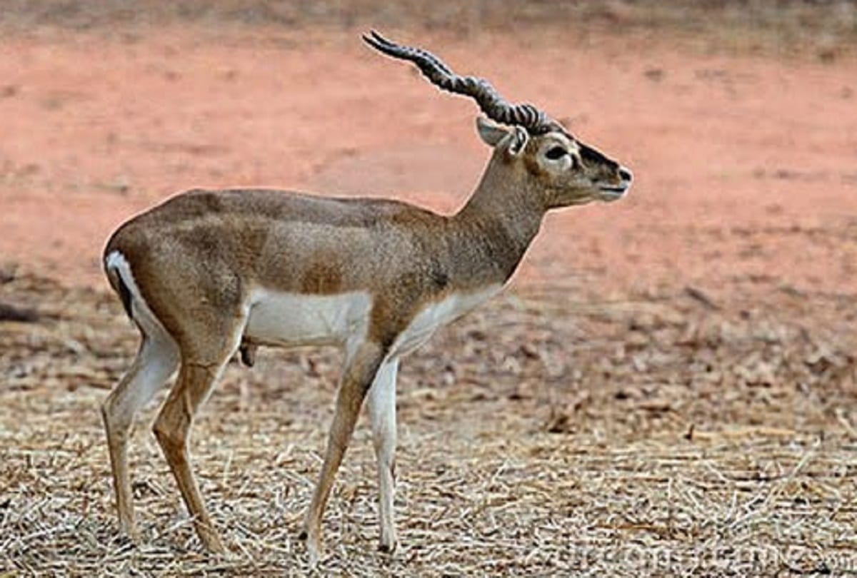 Deer of Pata species found trapped in garden in Pratapgarh