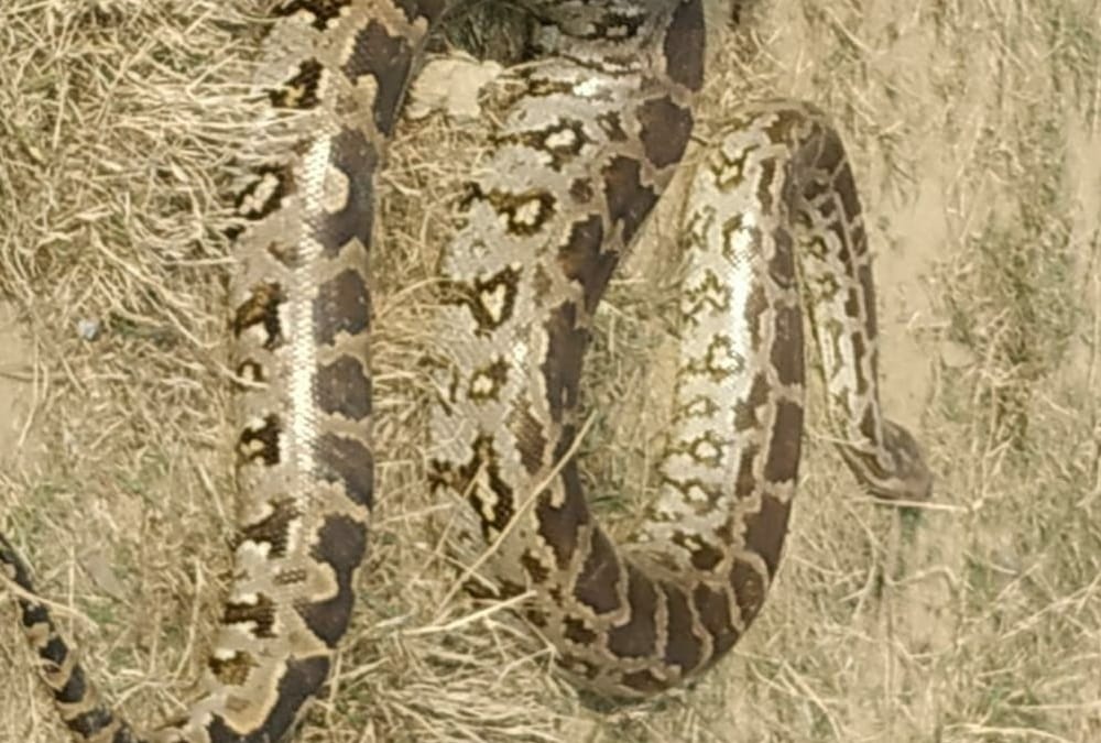 uttarakhand news : python travel in government vehicle from three days photos