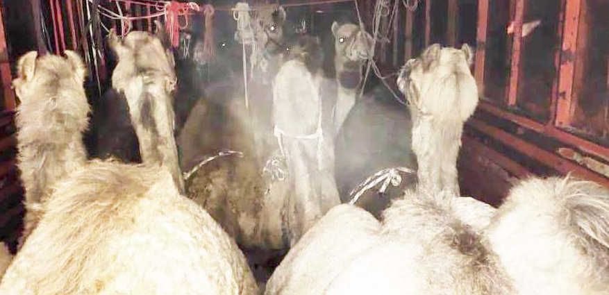 police arrest 4 accused with 12 camel