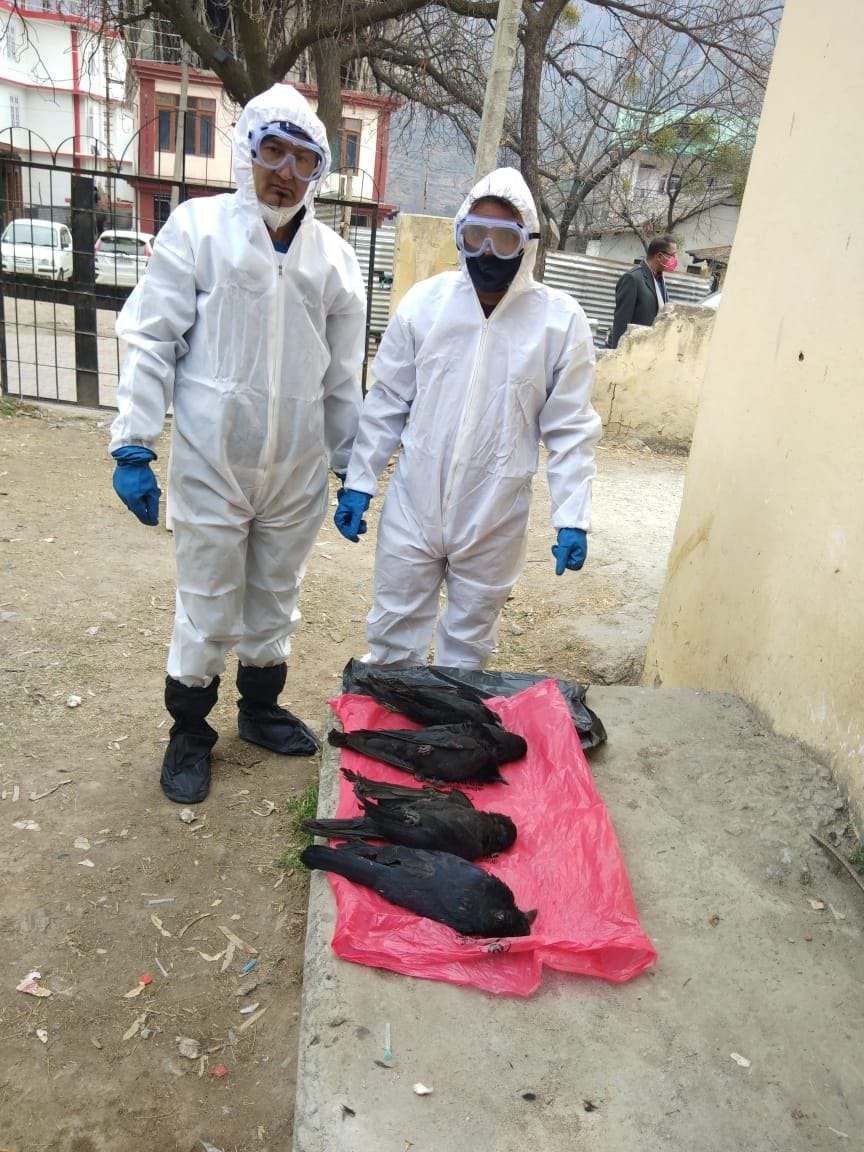 dead crow found in Rohru, sample send in Jalandhar
