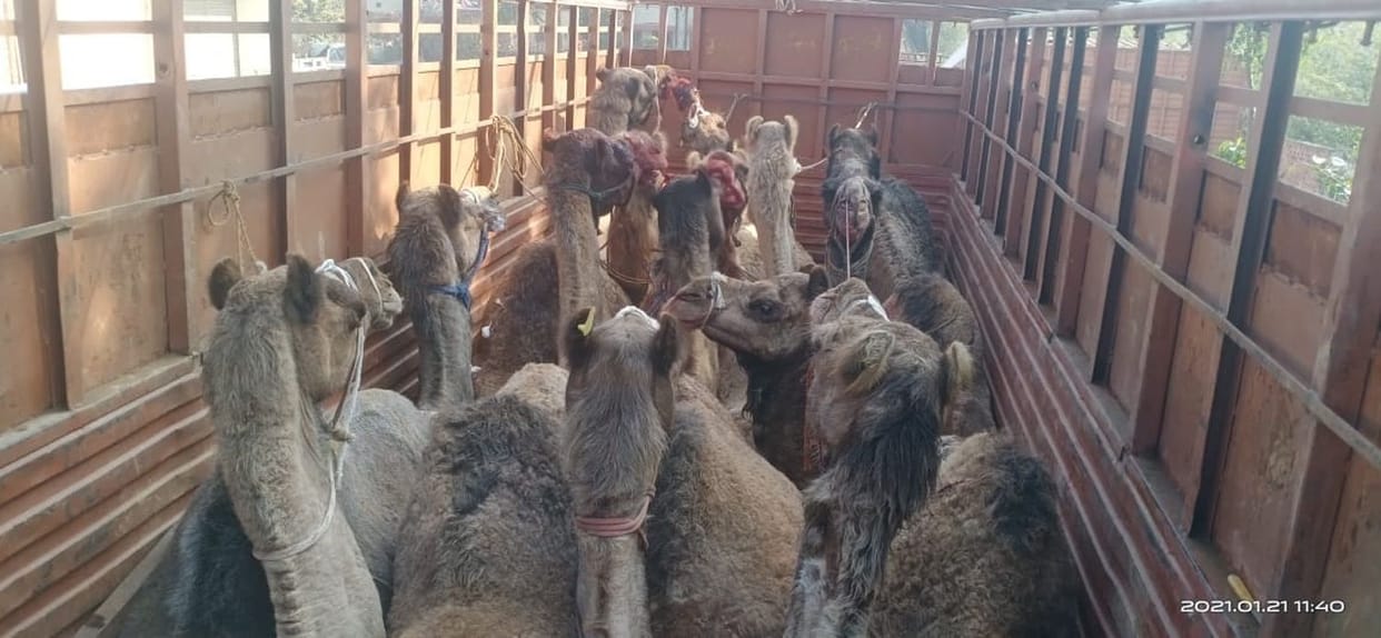 police free 14 camel from 5 accused
