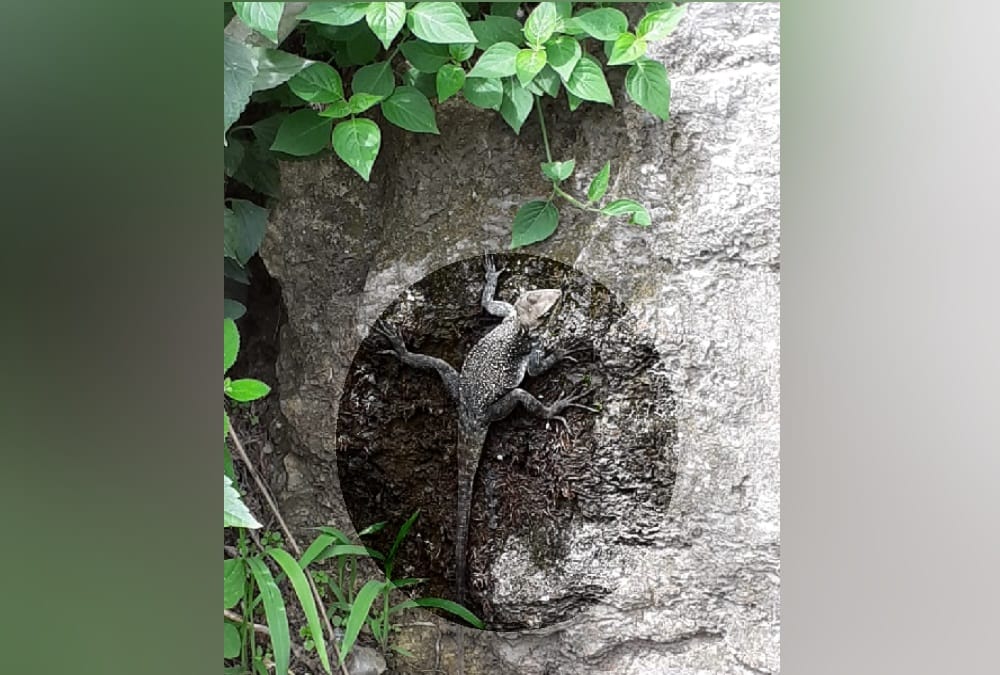 Exclusive: Vegetarian lizard of rare species found in Mussoorie hills, eats only leaves