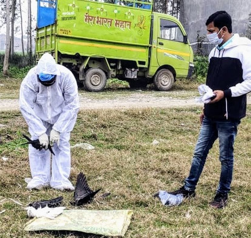 23 Crow Found Dead