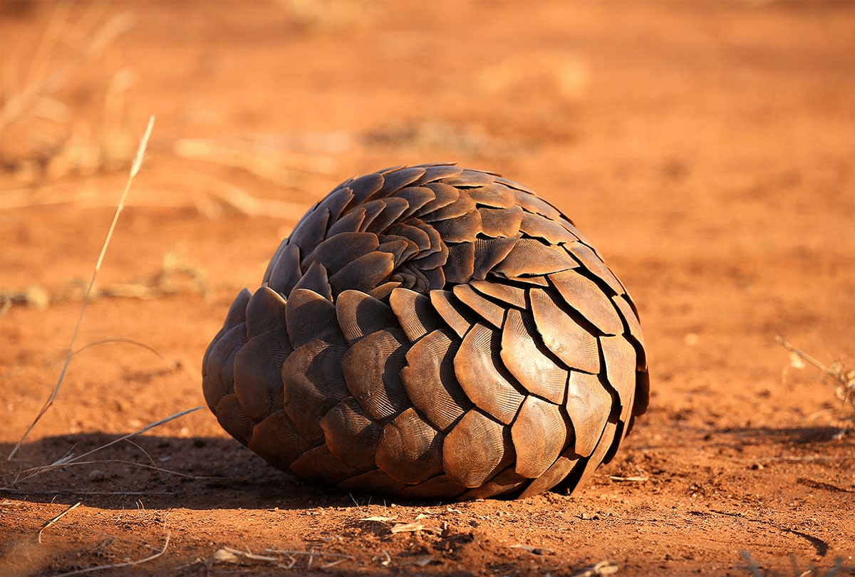 pangolin most trafficked animal in the world due to china