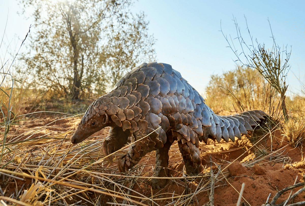 pangolin most trafficked animal in the world due to china