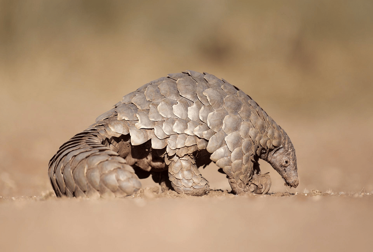 pangolin most trafficked animal in the world due to china
