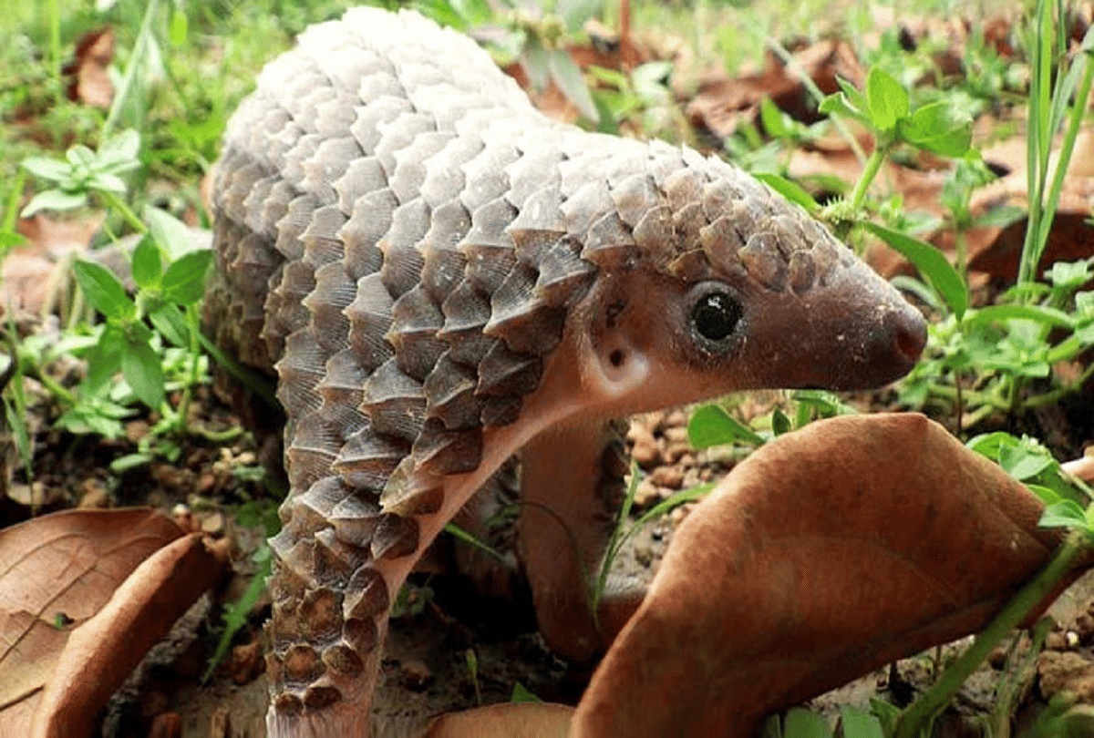 pangolin most trafficked animal in the world due to china
