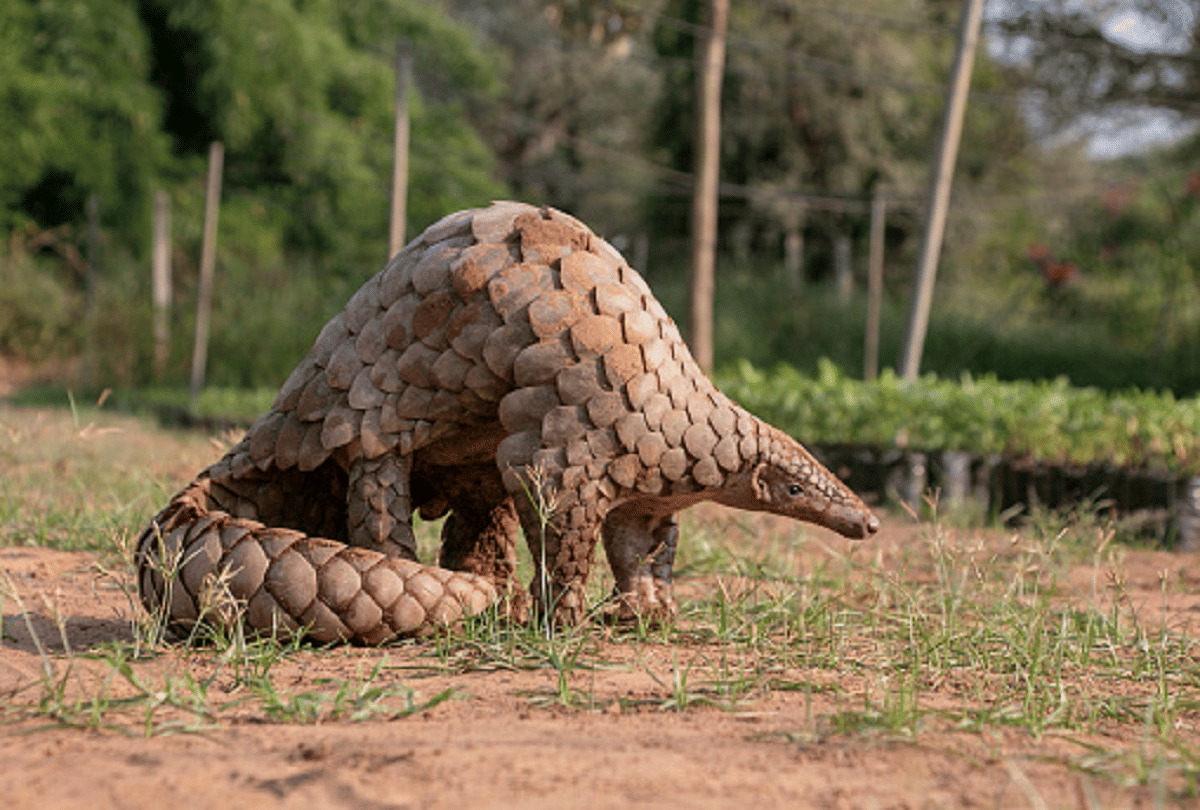 pangolin most trafficked animal in the world due to china