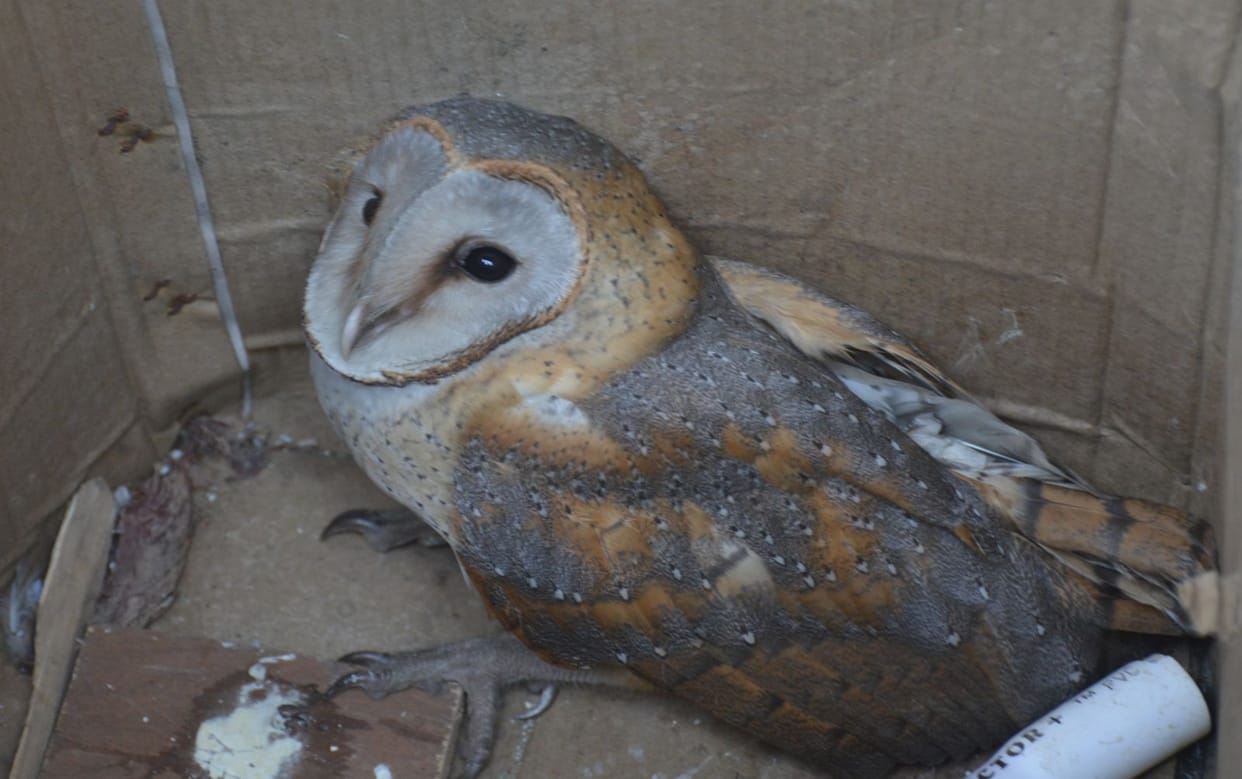 burn species owl fall down in moradabad