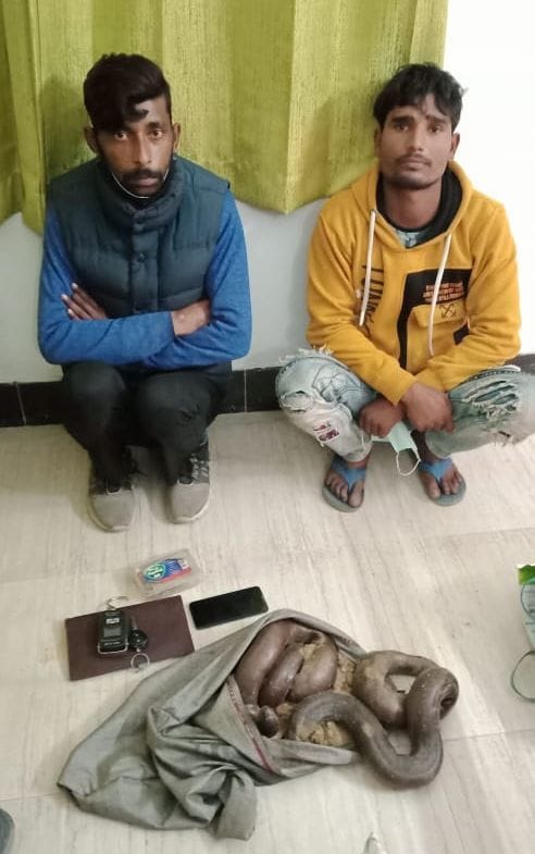 Two caught smuggling rare species of snakes