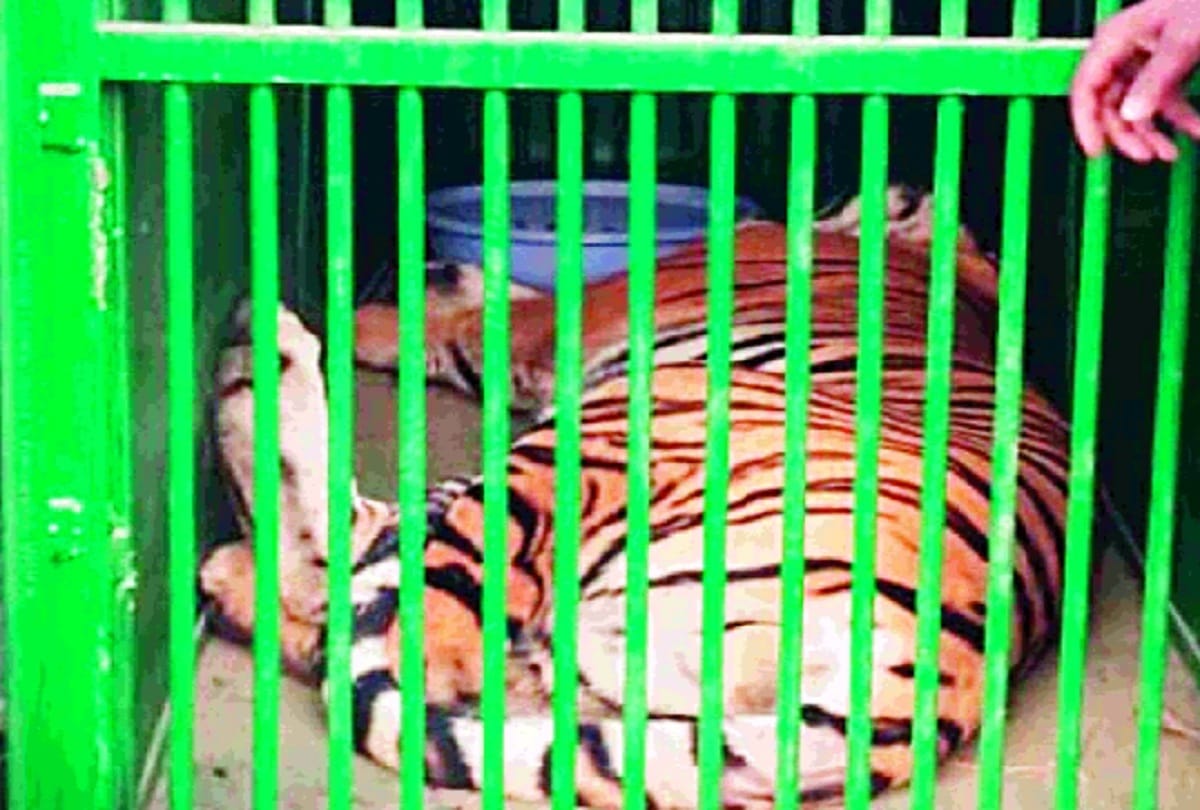 Tiger caught from Barahi range of Pilibhit Tiger Reserve caught after one and a half months