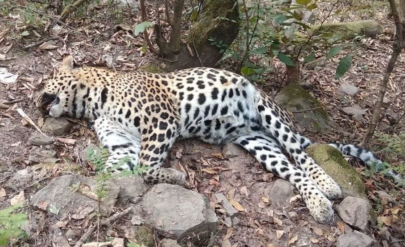Female leopard found dead in tihra distt. mandi