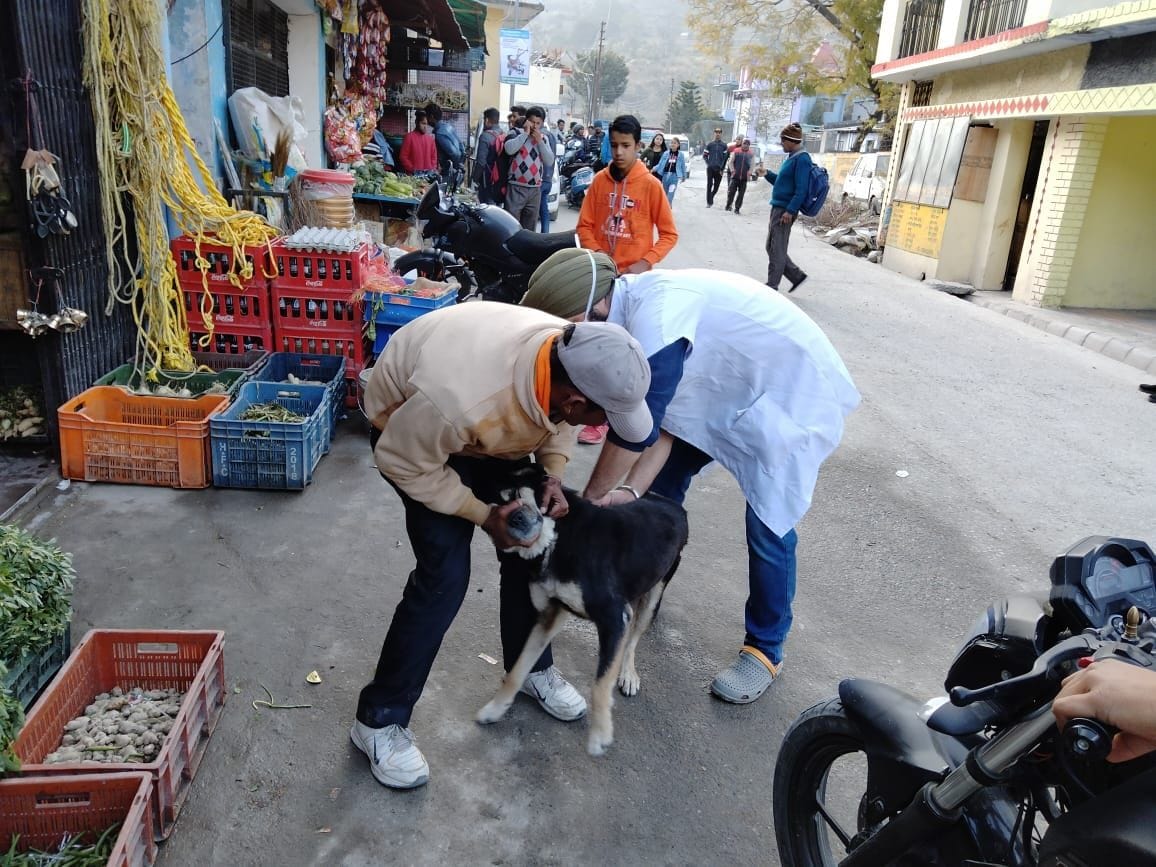 Five animals killed by mad dog bite