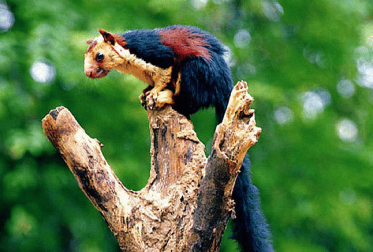 Know About Malabar Giant Squirrel Multicolor Squirrels Found In Forests Of Southern India