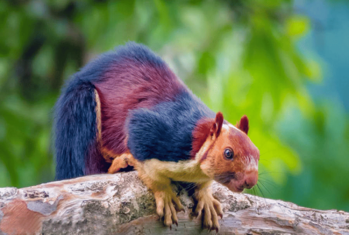 Know About Malabar Giant Squirrel Multicolor Squirrels Found In Forests Of Southern India