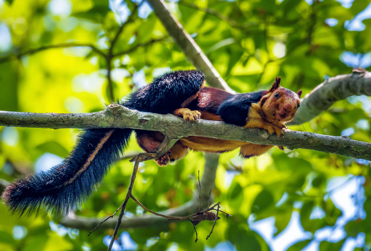 Know About Malabar Giant Squirrel Multicolor Squirrels Found In Forests Of Southern India