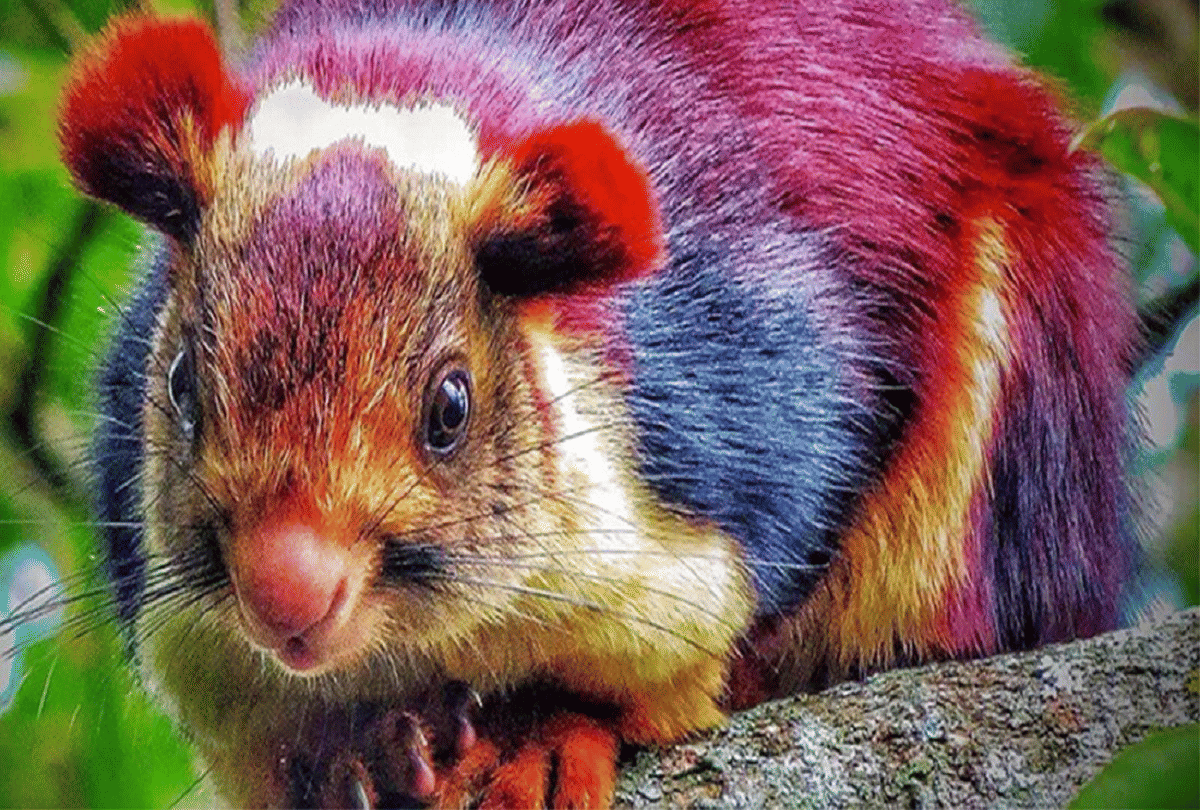 Know About Malabar Giant Squirrel Multicolor Squirrels Found In Forests Of Southern India