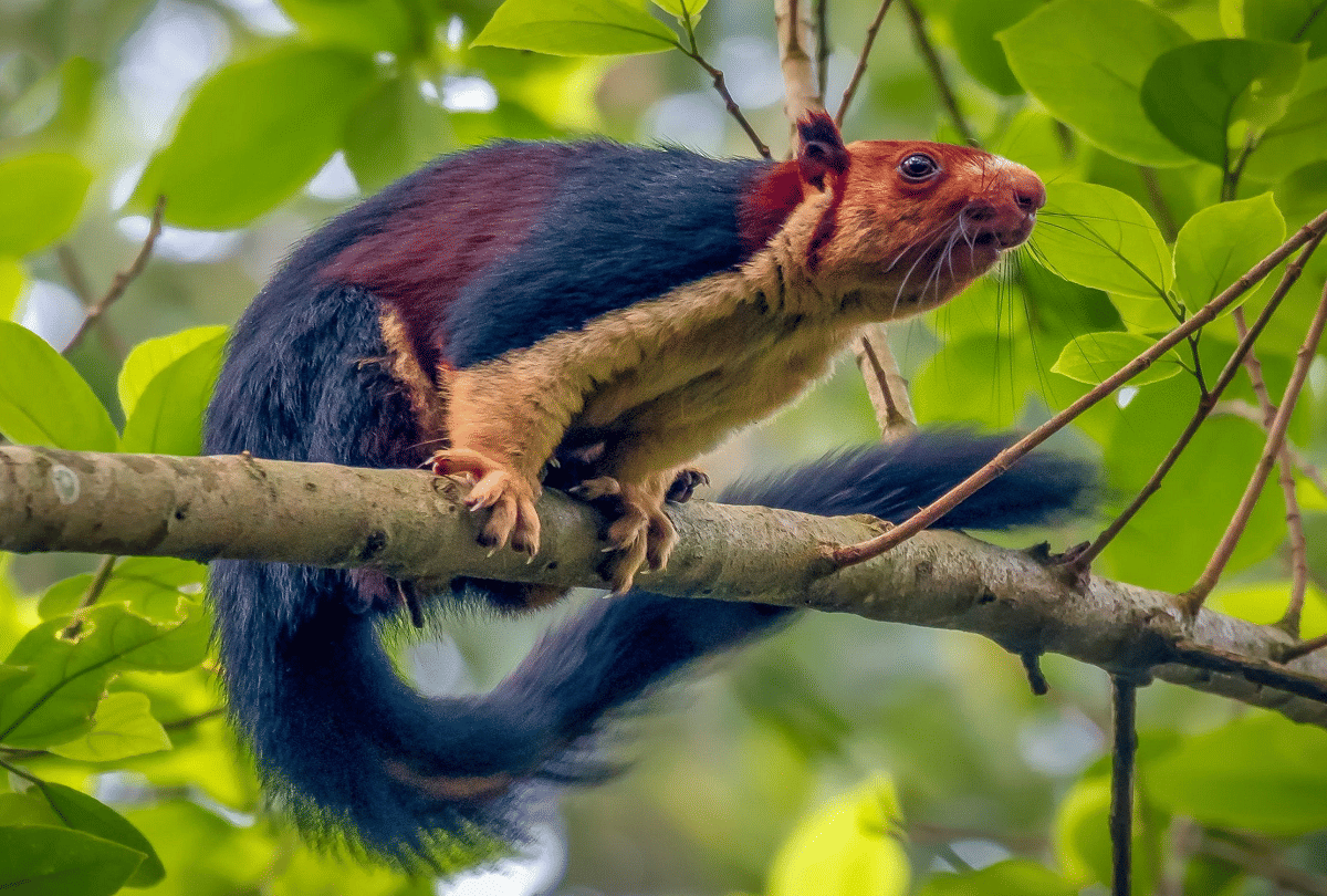 Know About Malabar Giant Squirrel Multicolor Squirrels Found In Forests Of Southern India