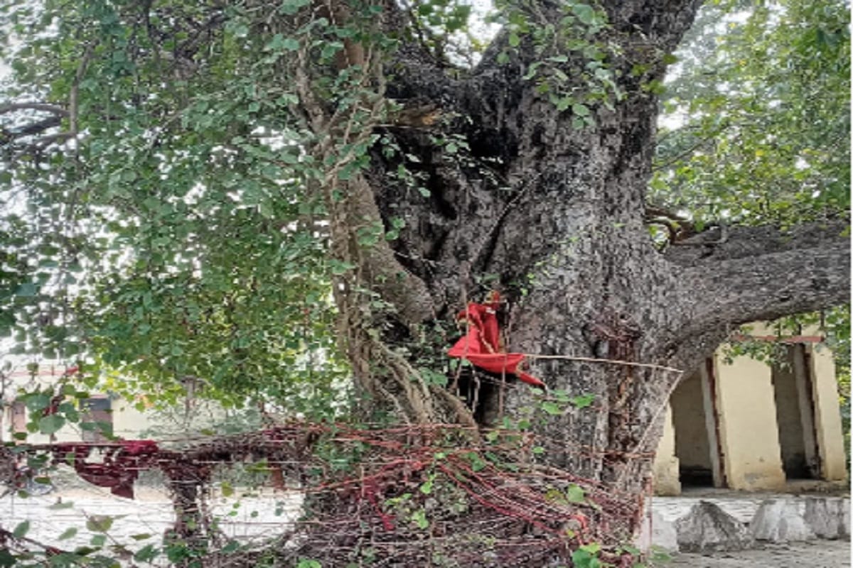world environment day 2021 these trees are provide oxygen and importance in hindu religion