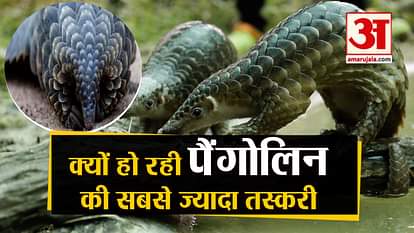 why pangolin is smuggled most in the world