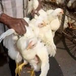 बर्ड फ्लू